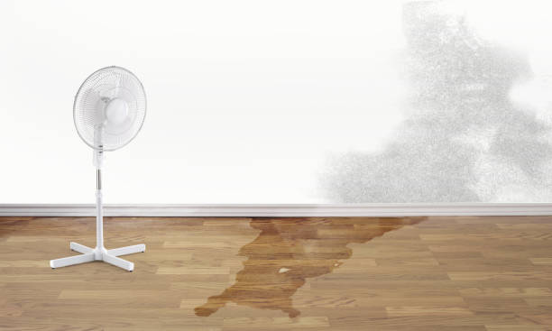 Best Mold removal after water damage  in , PA